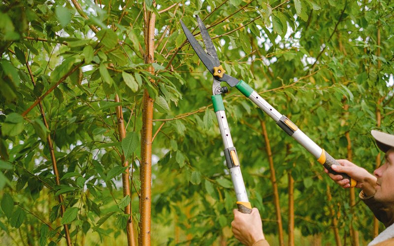 Tree trimming in Afton, IA